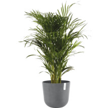 Areca palma v květináči