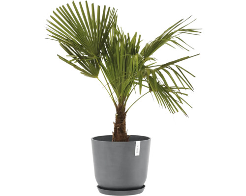 Konopná palma v květináči