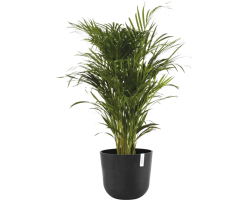 Zlatá palma v květináči