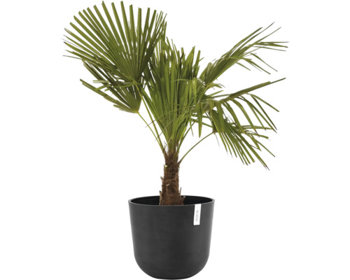 Žumara ztepilá v květináči