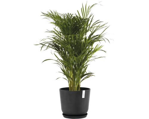 Areková palma v květináči pro interiér