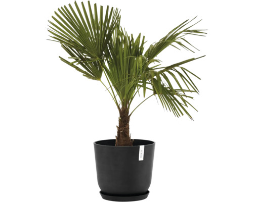 Žumara ztepilá v květináči