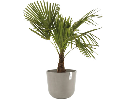 Konopná palma v květináči