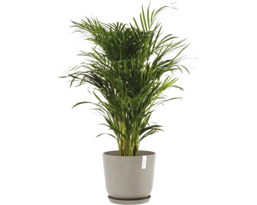 Areková palma v květináči