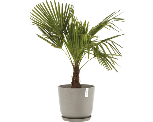 Konopná palma v květináči