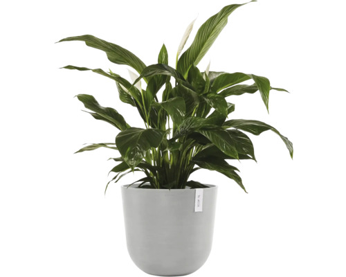 Lopatkovec v květináči