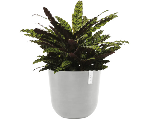 Modlivka v květináči