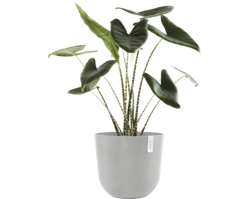 Pokojová rostlina Alocasia zebrina v šedém květináči