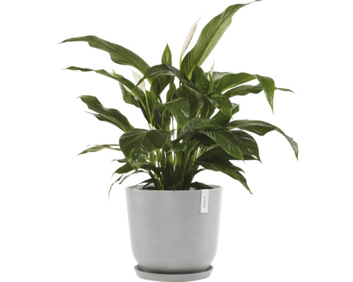 Lopatkovec v květináči