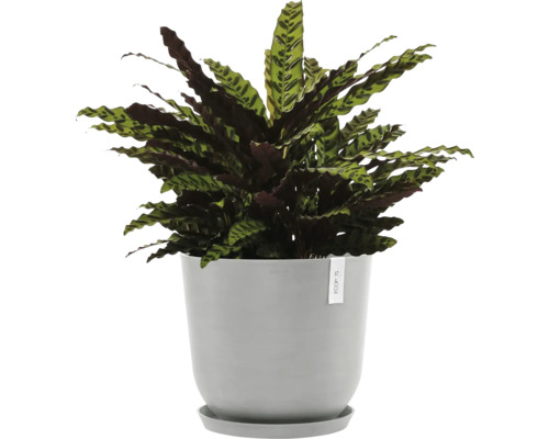 Modlivka v květináči