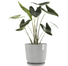 Pokojová rostlina Alocasia v květináči