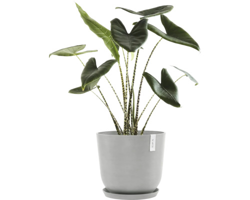 Pokojová rostlina Alocasia v květináči