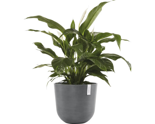 Květena Lopatkovec v květináči