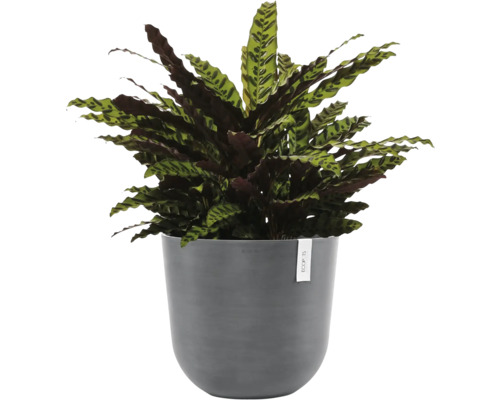 Modlící se rostlina v květináči