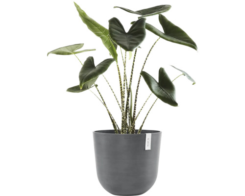 Pokojová rostlina Alocasia Zebrina v květináči