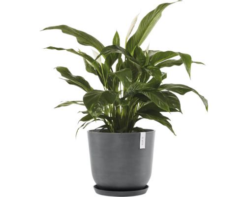 Lopatkovec v květináči