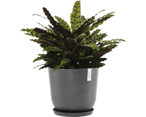 Modlivka v květináči