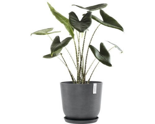 Pokojová rostlina šípovky zebrované v květináči