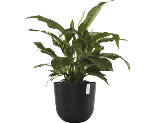 Lopatkovec v květináči