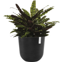 Rostlina Calathea lancifolia v květináči