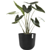 Pokojová rostlina Alocasia Zebrina v květináči