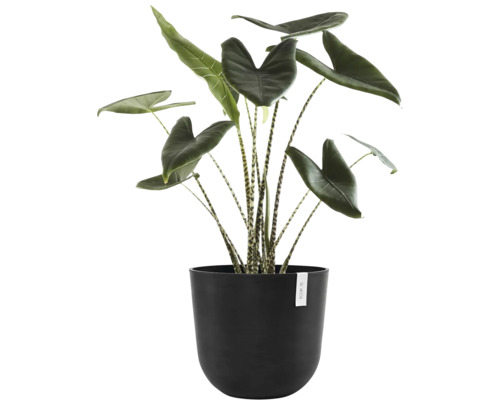 Pokojová rostlina Alocasia Zebrina v květináči