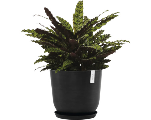 Rostlina Calathea rufibarba v květináči