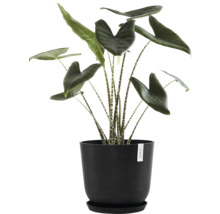 Pokojová rostlina Alocasia zebrina v černém květináči