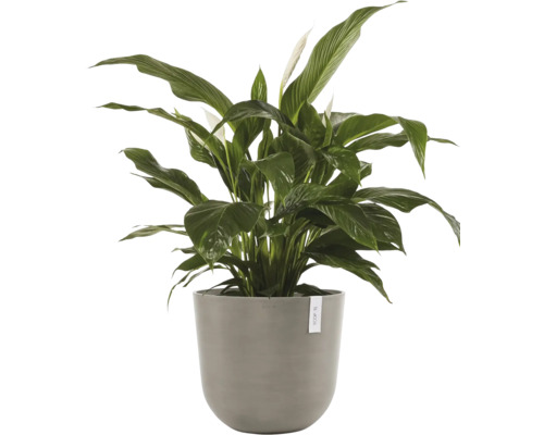 Lopatkovec v květináči