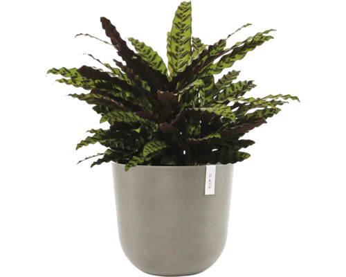 Modlivka v květináči