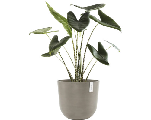 Alokázie rostlina v květináči