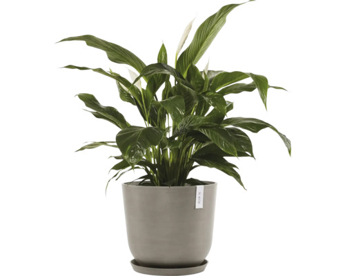 Lopatkovec v květináči