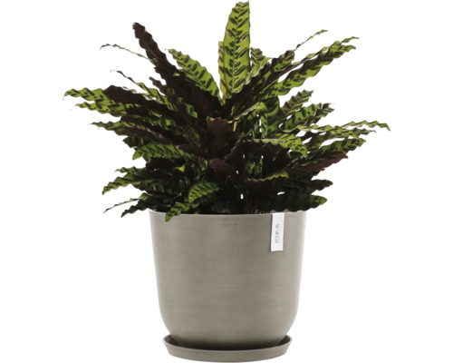 Modlící se rostlina v květináči pro vnitřní použití