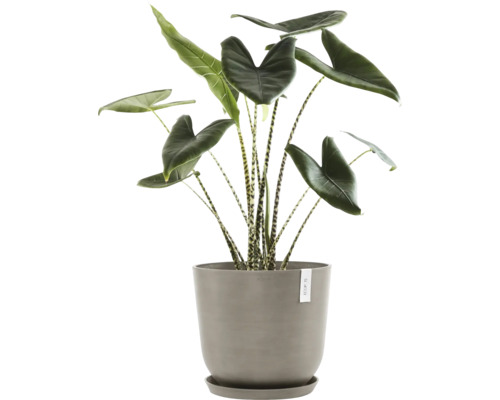 Pokojová rostlina Alokázie v květináči