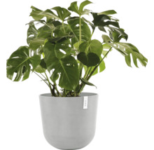 Pokojová rostlina Monstera v květináči