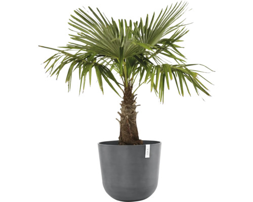 Čínská žumara v květináči