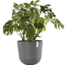 Monstera pokojová rostlina v květináči