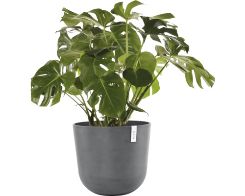 Monstera pokojová rostlina v květináči