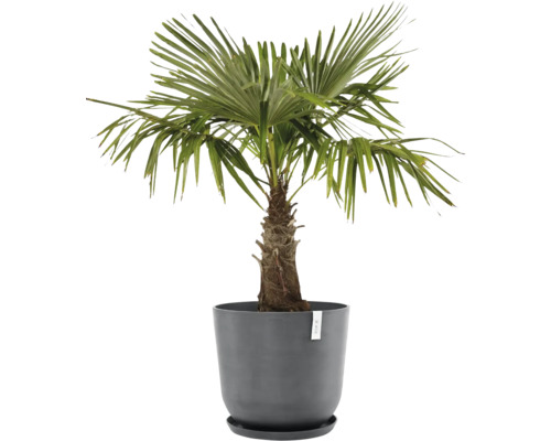 Žumara ztepilá v květináči