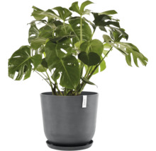 Monstera pokojová rostlina v květináči