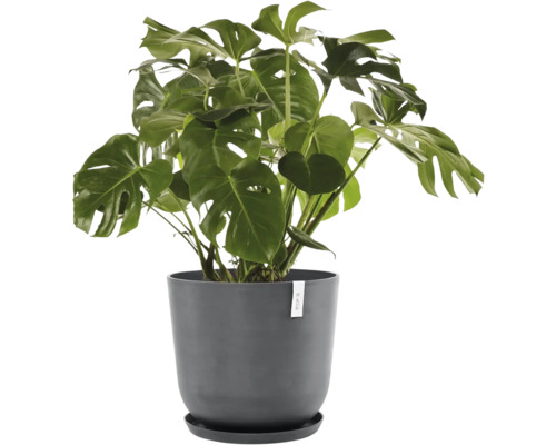 Monstera pokojová rostlina v květináči