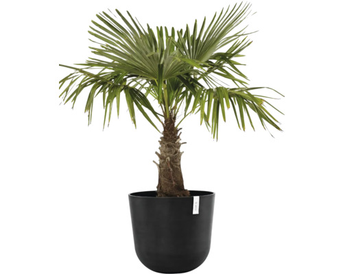 Žumarák v květináči