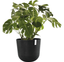 Monstera pokojová rostlina v černém květináči