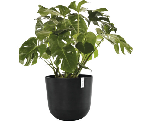 Monstera pokojová rostlina v černém květináči