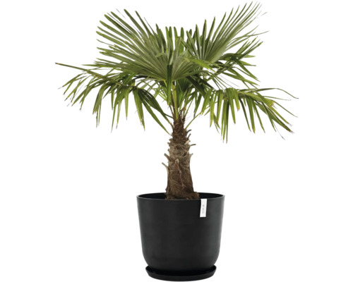 Konopná palma v černém květináči