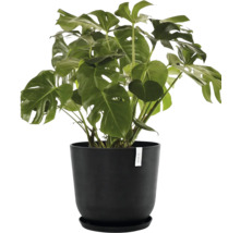 Monstera pokojová rostlina v květináči