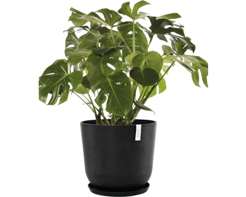 Monstera pokojová rostlina v květináči