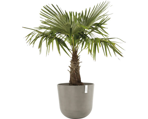 Žumara ztepilá v květináči