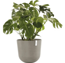 Pokojová rostlina Monstera v květináči