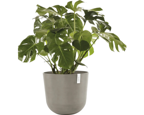 Pokojová rostlina Monstera v květináči